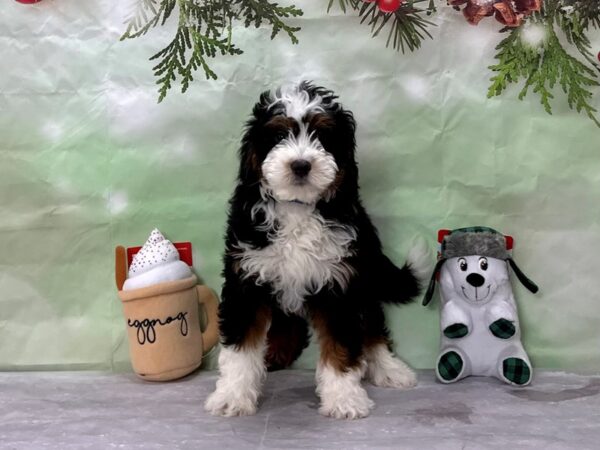 F1B Mini Bernadoodle-Dog-Male-Black / Tan-25902-Petland Scottsdale, Arizona