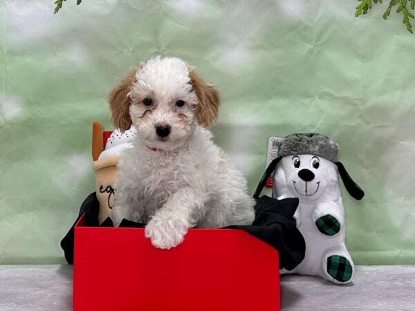 F1B Mini Goldendoodle-Dog-Female-White / Apricot-25905-Petland Scottsdale, Arizona