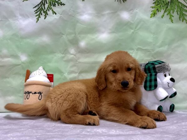 Golden Retriever-Dog-Male-Dark Golden-25868-Petland Scottsdale, Arizona