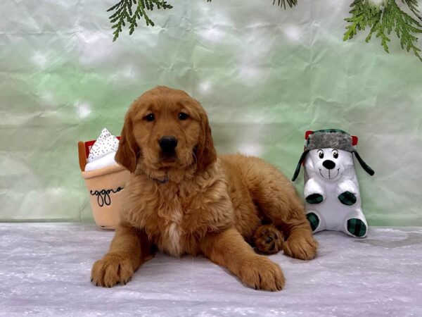Golden Retriever-Dog-Male-Dark Golden-25885-Petland Scottsdale, Arizona