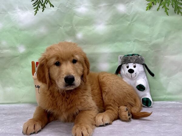 Golden Retriever-Dog-Male-Golden-25910-Petland Scottsdale, Arizona