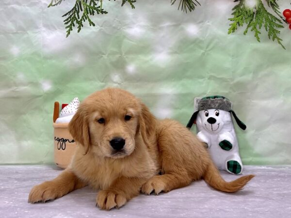 Golden Retriever-Dog-Female-Golden-25911-Petland Scottsdale, Arizona