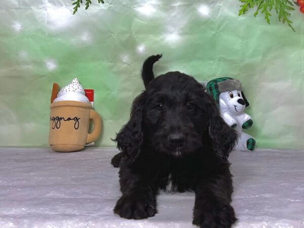 Golden Retriever/Standard Poodle-Dog-Male-Black-25858-Petland Scottsdale, Arizona