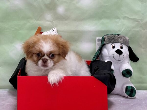 Pekingese-Dog-Female-Chocolate Fawn-25898-Petland Scottsdale, Arizona