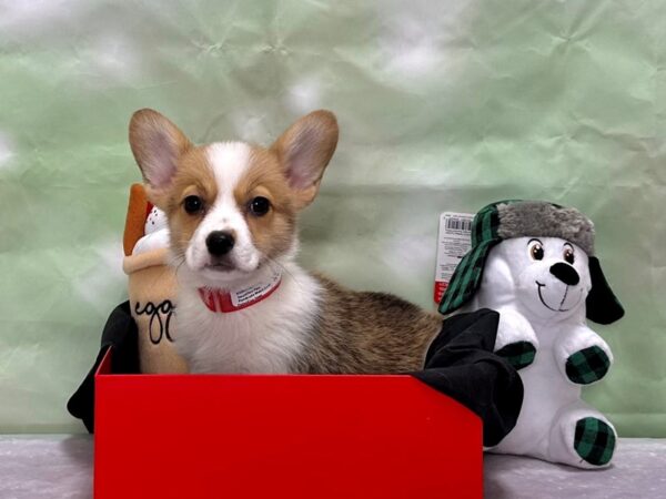 Pembroke Welsh Corgi-Dog-Female-Sable / White-25877-Petland Scottsdale, Arizona