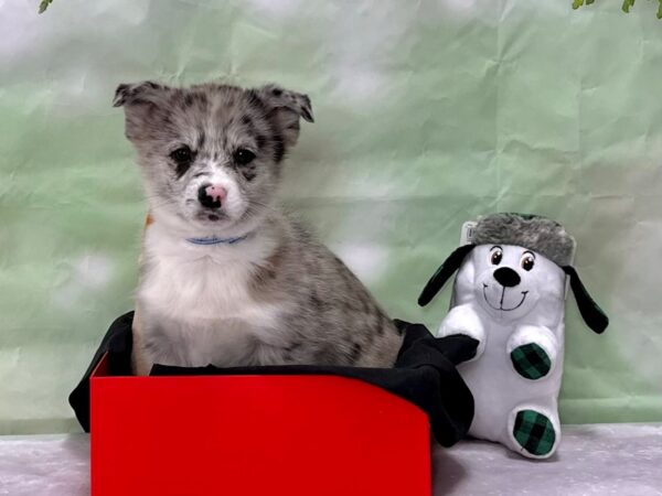 Pembroke Welsh Corgi/Pomeranian-Dog-Male-Blue Merle-25899-Petland Scottsdale, Arizona
