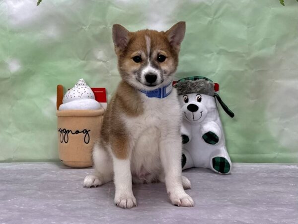 Shiba Inu-Dog-Male-Red Sesame-25887-Petland Scottsdale, Arizona