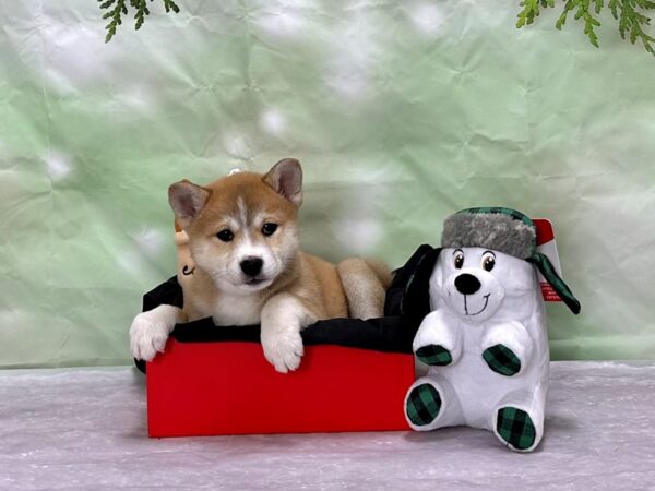 Shiba Inu-Dog-Female-Red Sesame-25909-Petland Scottsdale, Arizona