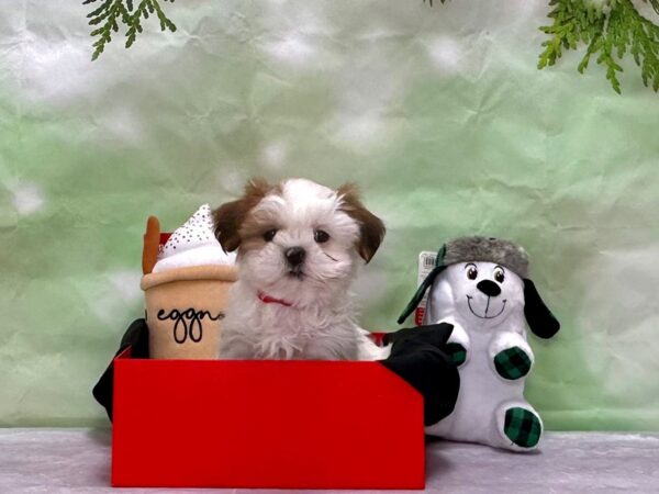Shih Tzu-Dog-Female-White / Red-25889-Petland Scottsdale, Arizona