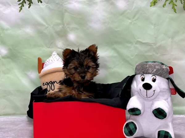 Yorkshire Terrier-Dog-Female-Black and Tan-25863-Petland Scottsdale, Arizona
