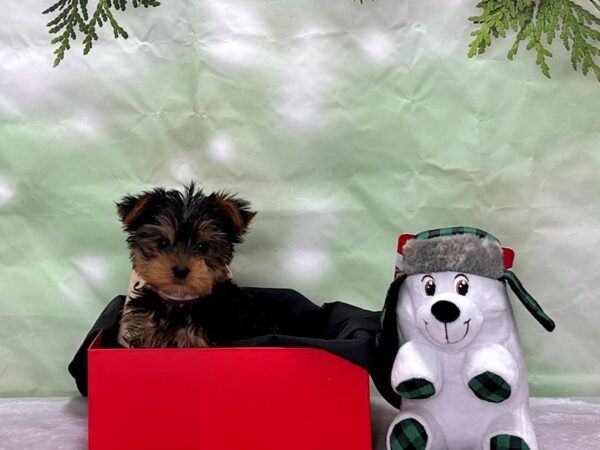 Yorkshire Terrier-Dog-Female-Black and Tan-25862-Petland Scottsdale, Arizona