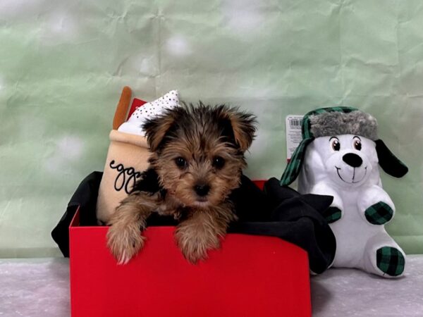 Yorkshire Terrier-Dog-Female-Black / Tan-25891-Petland Scottsdale, Arizona