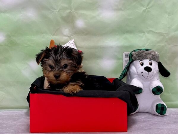 Yorkshire Terrier-Dog-Male-Black / Tan-25892-Petland Scottsdale, Arizona