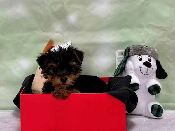 Yorkshire Terrier-Dog-Female-Black / Tan-25878-Petland Scottsdale, Arizona