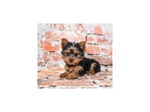 Yorkshire Terrier-Dog-Female-Black and Tan-25947-Petland Scottsdale, Arizona