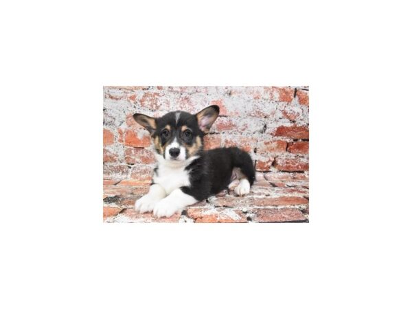 Pembroke Welsh Corgi-Dog-Male-Black and Tan-25942-Petland Scottsdale, Arizona