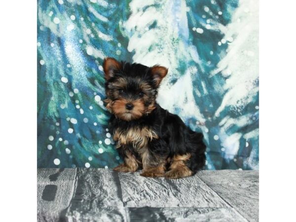 Yorkshire Terrier-Dog-Female-Black / Tan-25924-Petland Scottsdale, Arizona
