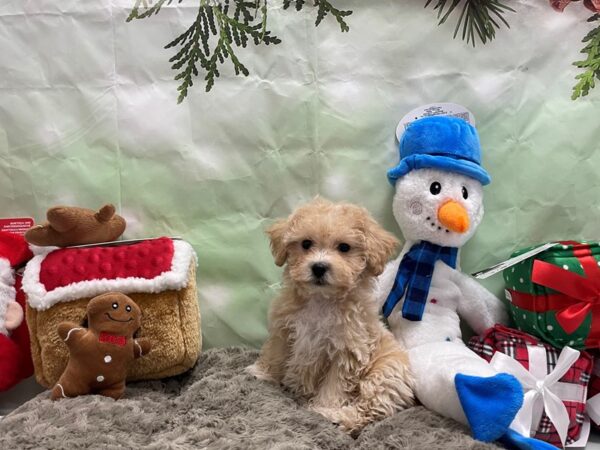 Bichon Frise/Poodle-Dog-Female-Apricot-25955-Petland Scottsdale, Arizona