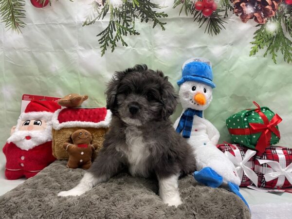Australian Shepherd/Poodle-Dog-Male-Blue Merle-25933-Petland Scottsdale, Arizona