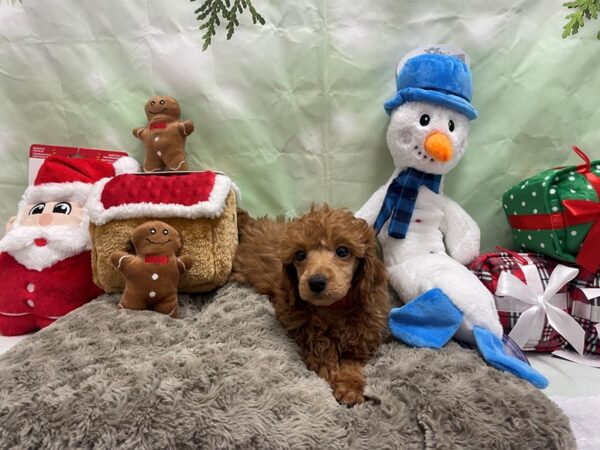 Poodle-Dog-Female-Red-25937-Petland Scottsdale, Arizona