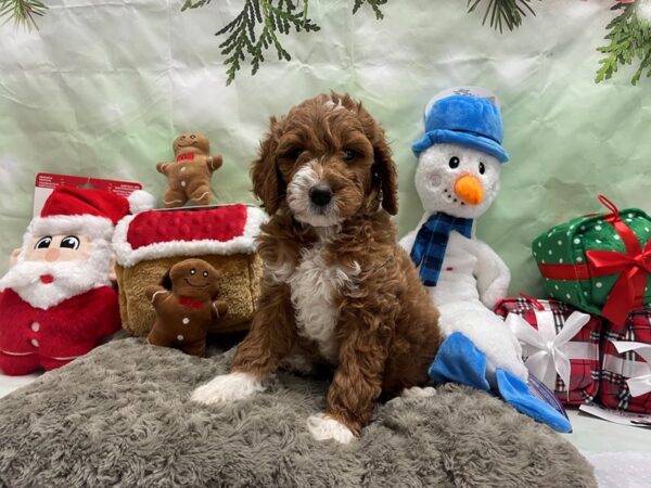 F1B Mini Goldendoodle-Dog-Female-Red-25929-Petland Scottsdale, Arizona