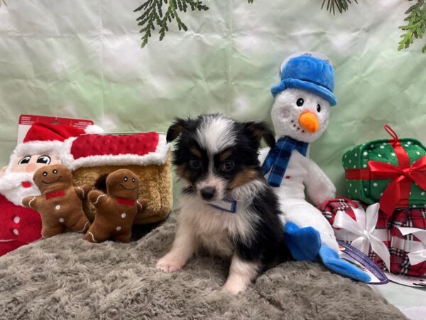 Miniature Australian Shepherd/Toy Australian Shepherd-Dog-Male-Black / Tan-25915-Petland Scottsdale, Arizona