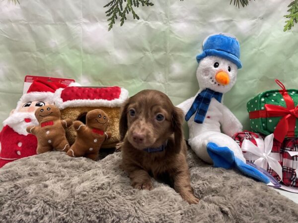 Dachshund-Dog-Male-Chocolate / Tan-25919-Petland Scottsdale, Arizona
