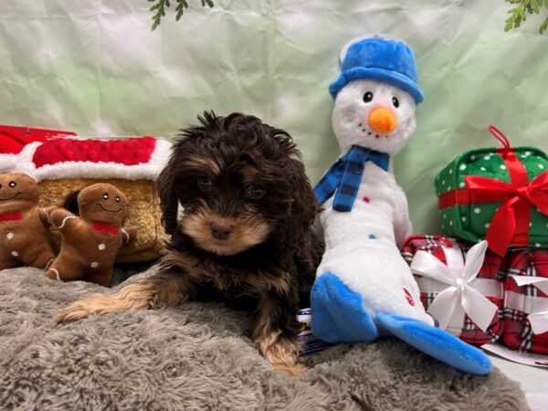 Cavalier King Charles Spaniel/Poodle-Dog-Female-Chocolate / Tan-25930-Petland Scottsdale, Arizona