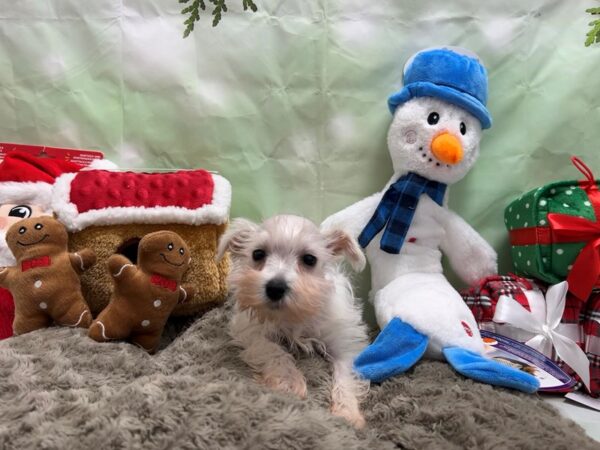 Miniature Schnauzer-Dog-Female-White-25921-Petland Scottsdale, Arizona