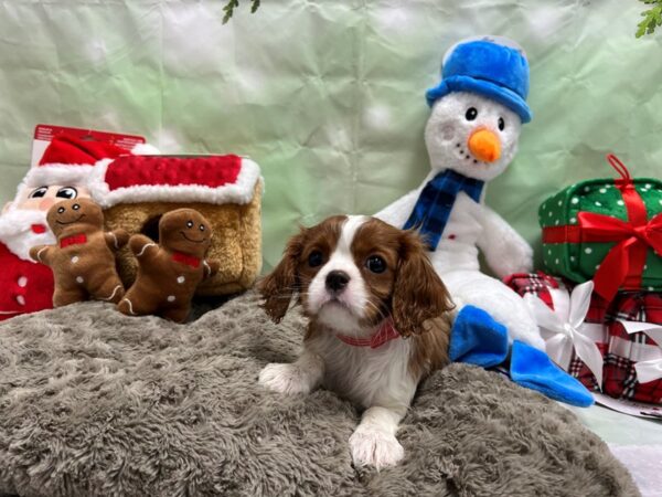 Cavalier King Charles Spaniel-Dog-Female-Blenheim / White-25917-Petland Scottsdale, Arizona