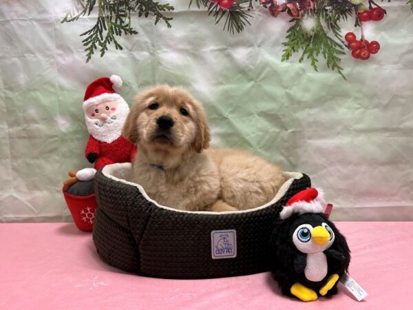 Golden Retriever-Dog-Male-Golden-25920-Petland Scottsdale, Arizona