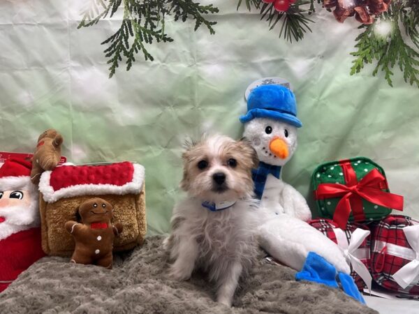 Maltese/Yorkshire Terrier-Dog-Male-Gold-25957-Petland Scottsdale, Arizona