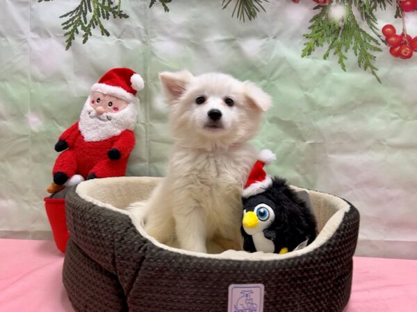 American Eskimo Dog-Dog-Female-White-25953-Petland Scottsdale, Arizona