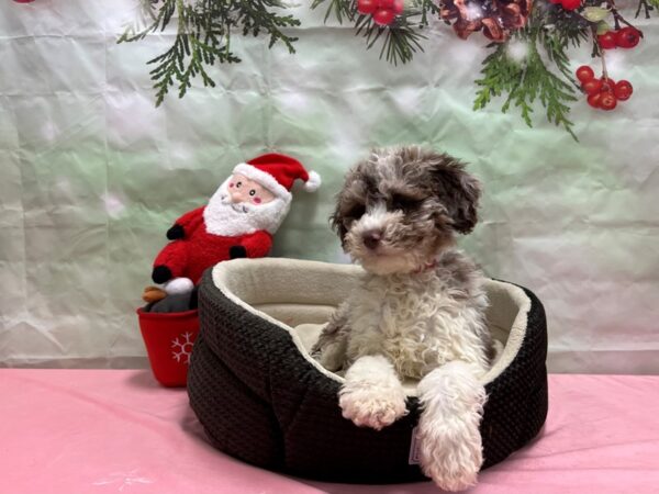 F1B Mini Aussipoo-Dog-Female-Red Merle-25956-Petland Scottsdale, Arizona