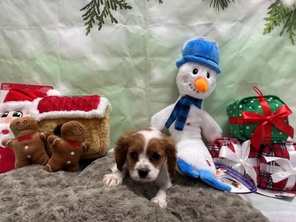 Cavalier King Charles Spaniel-Dog-Female-Blenheim-25938-Petland Scottsdale, Arizona