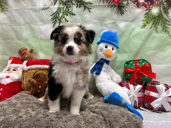 Miniature Australian Shepherd-Dog-Female-Blue Merle-25948-Petland Scottsdale, Arizona