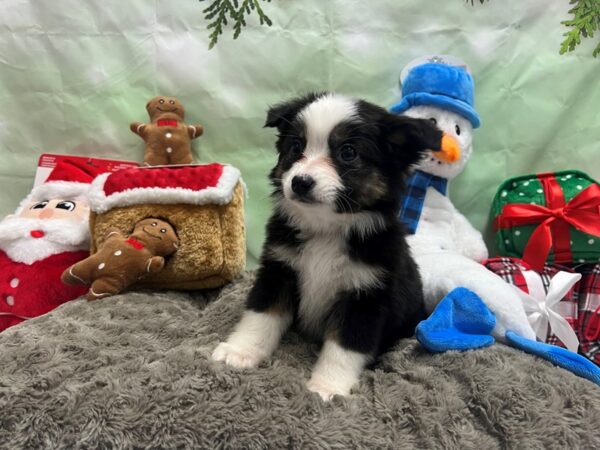 Miniature Australian Shepherd-Dog-Female-Black White and Brown-25949-Petland Scottsdale, Arizona