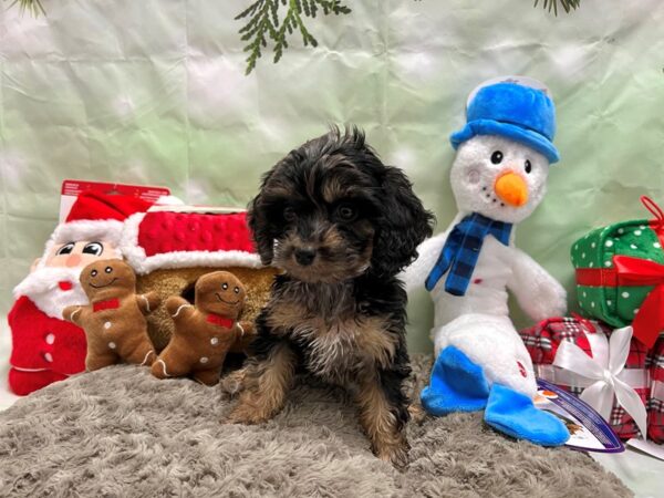 Cavalier King Charles Spaniel/Poodle-Dog-Male-Blue Merle / Tan-25931-Petland Scottsdale, Arizona
