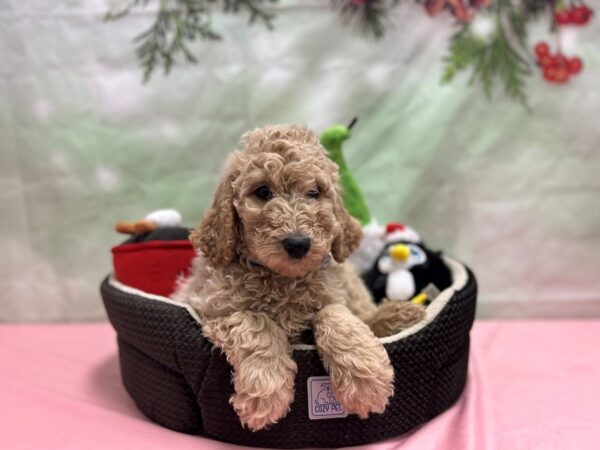 F1B Goldendoodle-Dog-Male--25959-Petland Scottsdale, Arizona