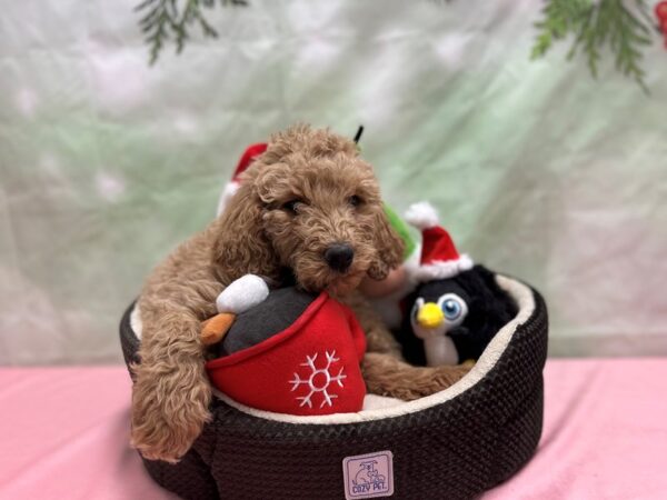 F1B Goldendoodle-Dog-Female--25961-Petland Scottsdale, Arizona