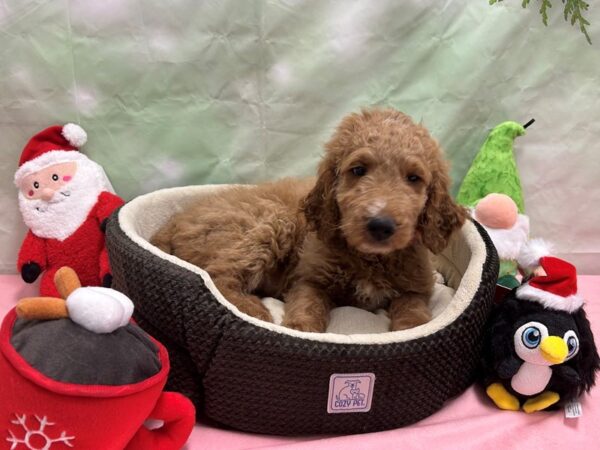 F1B Goldendoodle-Dog-Female--25960-Petland Scottsdale, Arizona