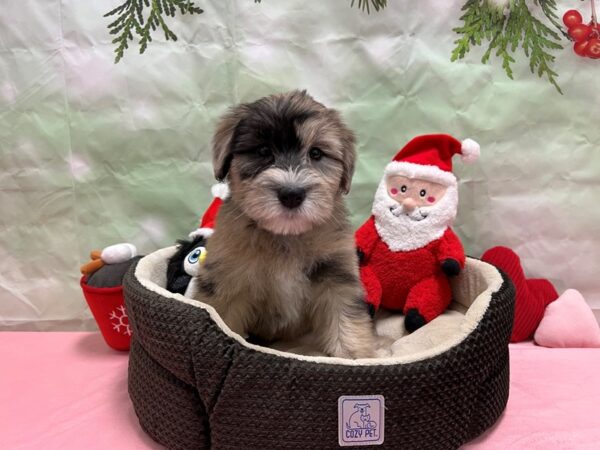 Poodle/Soft Coated Wheaten Terrier-Dog-Female-Purple Merle-25926-Petland Scottsdale, Arizona