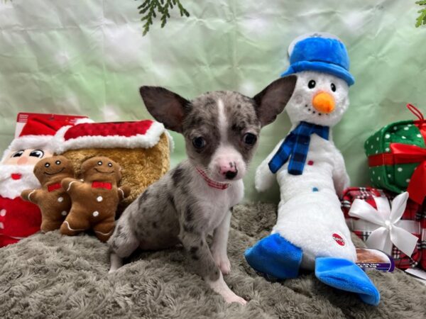Chihuahua-Dog-Female-Blue Merle / Tan-25918-Petland Scottsdale, Arizona