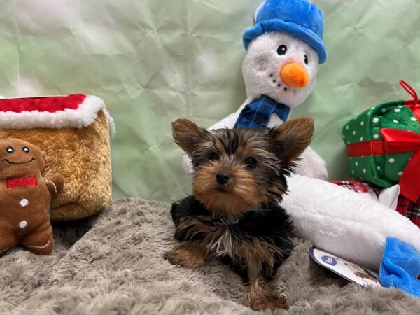 Yorkshire Terrier-Dog-Male-Black / Tan-25923-Petland Scottsdale, Arizona