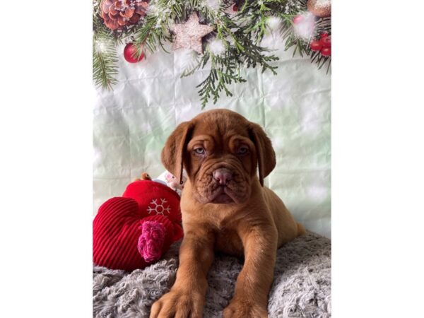 Dogue De Bordeaux-Dog-Male-Red-25965-Petland Scottsdale, Arizona