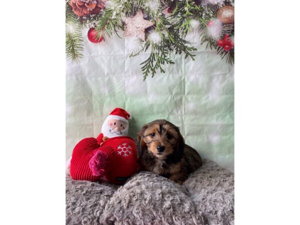 Dachshund-Dog-Female-Wild Boar-25962-Petland Scottsdale, Arizona