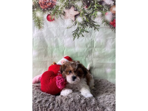 Poodle/Shih Tzu-Dog-Male-White Chocolate Gold-25977-Petland Scottsdale, Arizona