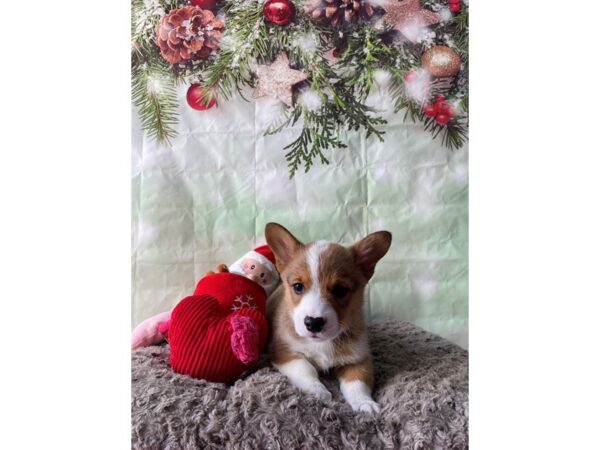 Pembroke Welsh Corgi-Dog-Male-Sable / White-25964-Petland Scottsdale, Arizona