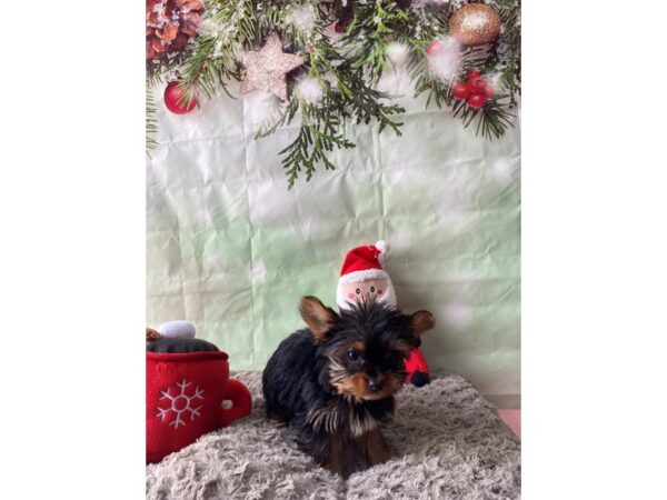 Yorkshire Terrier-Dog-Female-Black / Tan-25976-Petland Scottsdale, Arizona