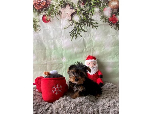 Yorkshire Terrier-Dog-Female-Black / Tan-25975-Petland Scottsdale, Arizona